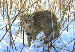 Дальневосточных котов впервые зафиксировали в Приморье благодаря фотоловушкам 