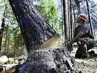 В Архангельской области власти запретили рубку деревьев возле родников и болот в регионе