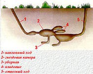 Геном грызунов содержит в себе "программу" рытья тоннелей