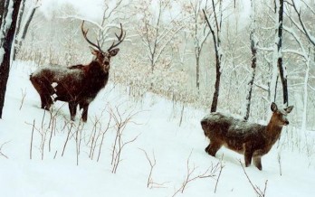 Приморские патрули охотнадзора защищают копытных от браконьеров