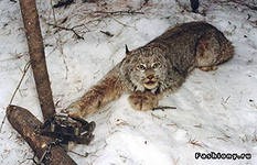 WWF поддержал запрет Минприроды на использование ногозахватывающих охотничьих капканов в России