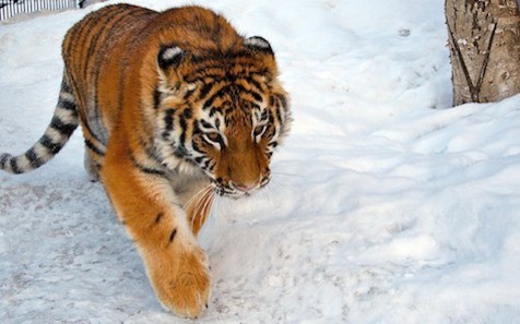 В Приморье охотоведы спасли амурского тигра