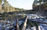 Общественная палата проведет слушания по Цаговскому лесу в конце мая