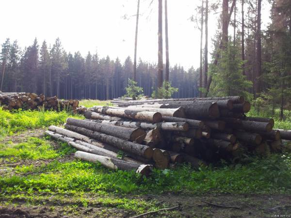 В связи с вырубкой деревьев в нацпарке "Лосиный остров" будет возбуждено административное дело