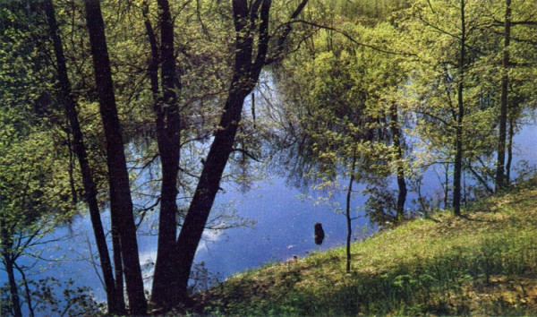 Вырубка водоохранного леса вредит экосистеме