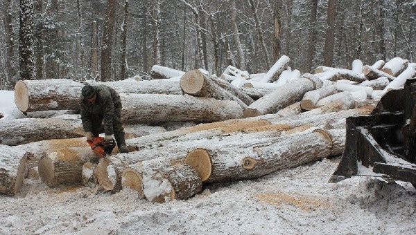 Основания рубок у реки Бикин будут проверены 