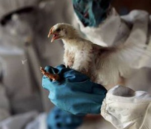 От птичьего гриппа H7N9 скончался еще один житель Китая 