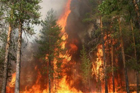 Более 600 человек тушат пожар в Ялтинском заповеднике