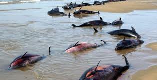 Почти 900 дельфинов погибло на северном побережье Перу с начала года