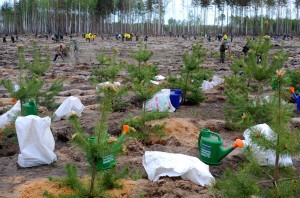 Около 50 тысяч жителей Подмосковья приняли участие в Дне леса 