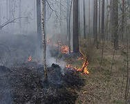 В Центральном и Северо-кавказском федеральном округах из-за дождей низкая вероятность лесных пожаров