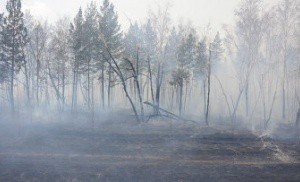 Площадь лесных пожаров в Сибири за день почти не сократилась - горят чуть менее 19 тыс га