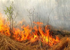 Пожар уничтожил около 3 тыс га леса на северо-востоке Испании