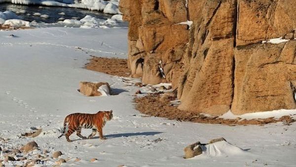 Фотограф из Японии передал WWF РФ денежную награду за лучший снимок тигра