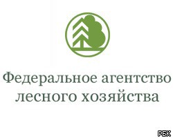 В Минприроды РФ появится пост куратора лесного хозяйства