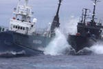 Защитники китов Sea Shepherd объявили "войну" южнокорейским китобоям