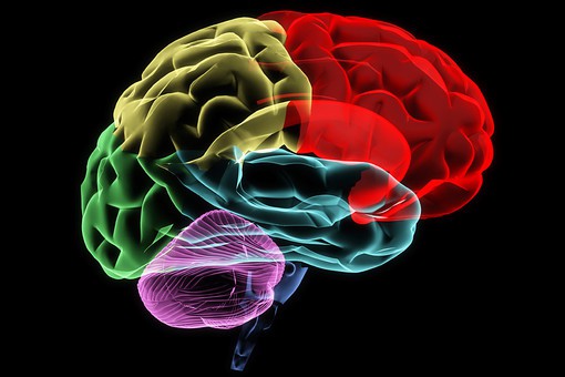 Учеными раскрыт секрет восприятия головного мозга