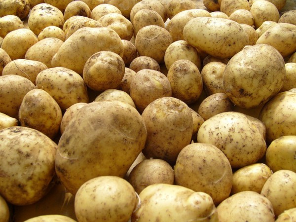 В Белоруссии планируют выращивать ГМО-картофель