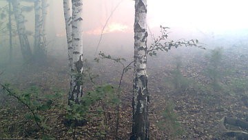 Количество лесных пожаров в Хабаровском крае за сутки сократилось почти вдвое