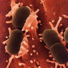 Бактерии против антибиотиков: кто кого?