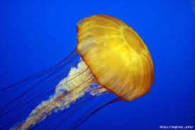 Медузы: опасные или симпатичные?