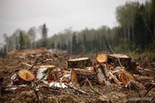 "Зеленые" считают незаконной рубку дубов в Химкинском лесу до компенсационных мероприятий