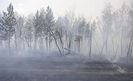 Иркутские и красноярские десантники помогут тушить лесные пожары в Томской области