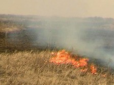 Всего 1 лесной пожар зафиксирован за минувшие сутки в СЗФО