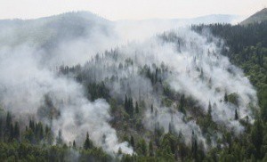 Режим ЧС в связи с лесными пожарами введен в трех районах Амурской области - МЧС