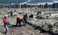 Новгородцы в мае высадили 17 млн саженцев для восстановления лесов