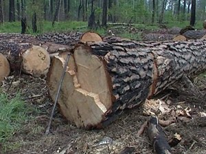 Ульяновские чиновники отчитаются за каждое срубленное дерево