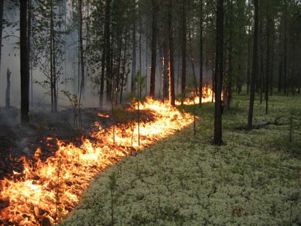 Огонь прошел 30 га соснового леса в Ростовской области 