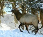 Экологи заготовят горох для подкормки диких животных зимой в новосибирском заказнике