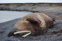 WWF обнаружил на арктическом острове Вайгач погибших моржей и медведей