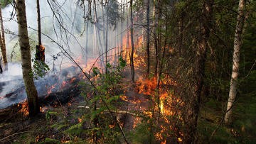 Один пожар остается непотушенным в лесах Сибири