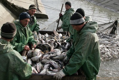 Прокуратура выясняет причины массовой гибели рыбы в водохранилище Ставрополья