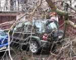 Более 70 деревьев повалено в Москве за сутки из-за сильного ветра