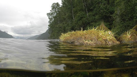 Заполнение искусственного озера "Алтайской долины" водой из Катуни начнется в Горном Алтае