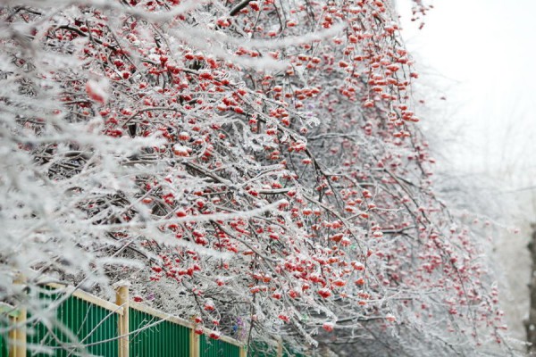 Ледяной дождь 2010 года сейчас не повторится