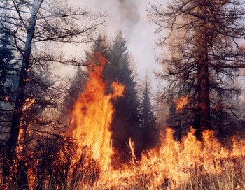 Более 13 тысяч га леса горят в Сибири