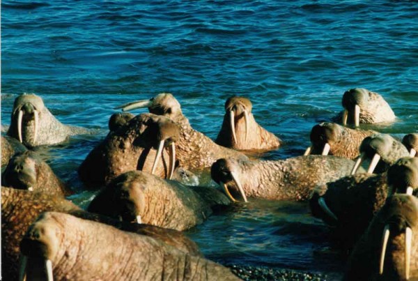 Впервые оценена численность моржей в юго-восточной части Баренцева моря, она составляет 2,2 тыс. особей 