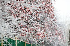 "Ледяной дождь" начнется  в Москве в четверг